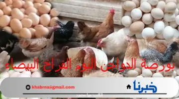 بورصة الدواجن اليوم الفراخ البيضاء.. أسعار الفراخ السبت 27 يوليو 2024 بالأسواق