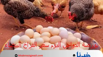 بورصة الدواجن اليوم سعر الفراخ البيضاء والبيض الخميس 25 يوليو 2024 بالأسواق المصرية
