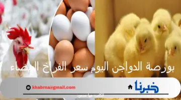 بورصة الدواجن اليوم سعر الفراخ البيضاء والبيض الأربعاء 24 يوليو 2024 بالأسواق المصرية